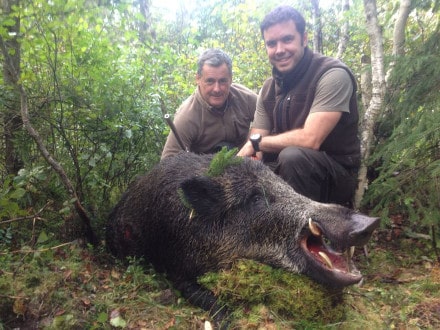 Caccia al Cinghiale