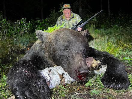 Caccia all'Orso Bruno